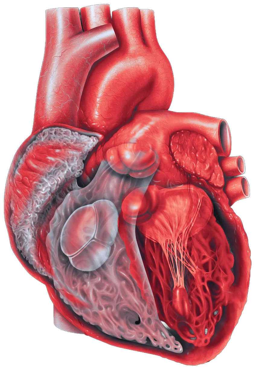 Cutaway illustration of a heart showing its internal chambers and valves