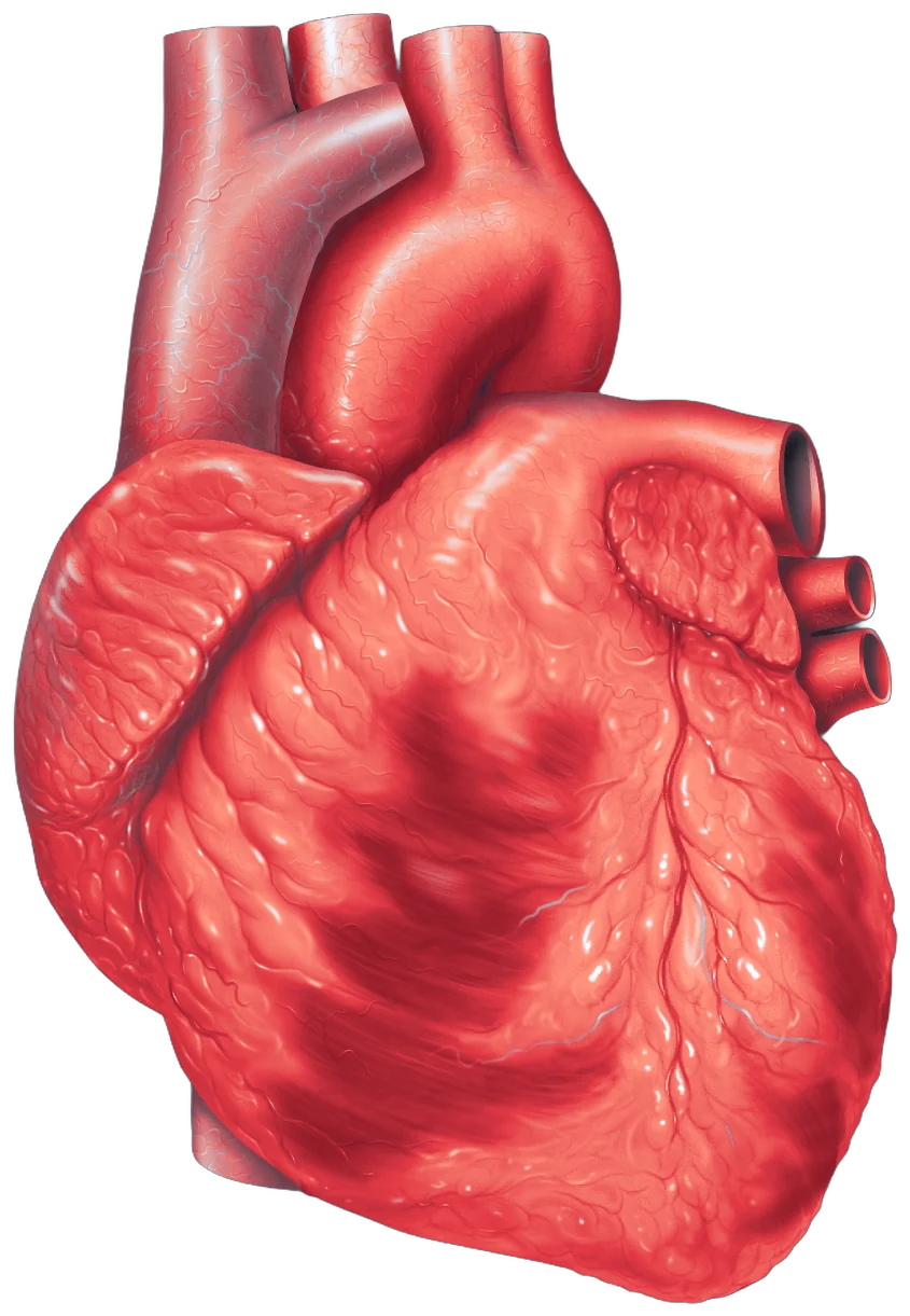 Illustration of a donor heart in transport